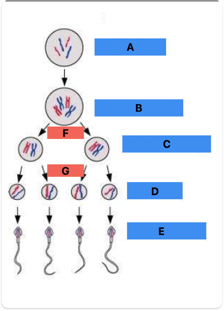 <p>Label A-F</p>