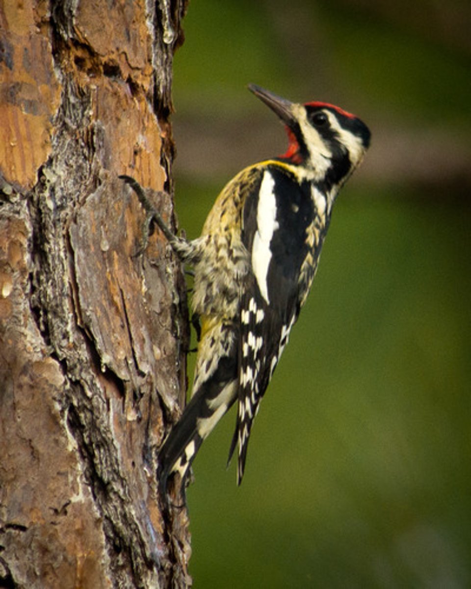 <p>Piciformes</p><p>Picidae</p>
