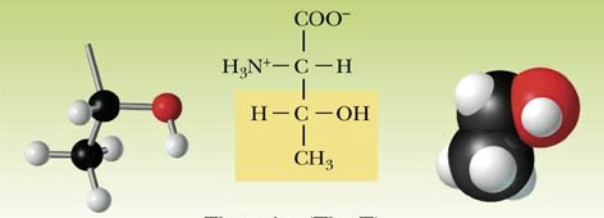 <p>Name:</p><p>Abbreviation:</p><p>Classification:</p>