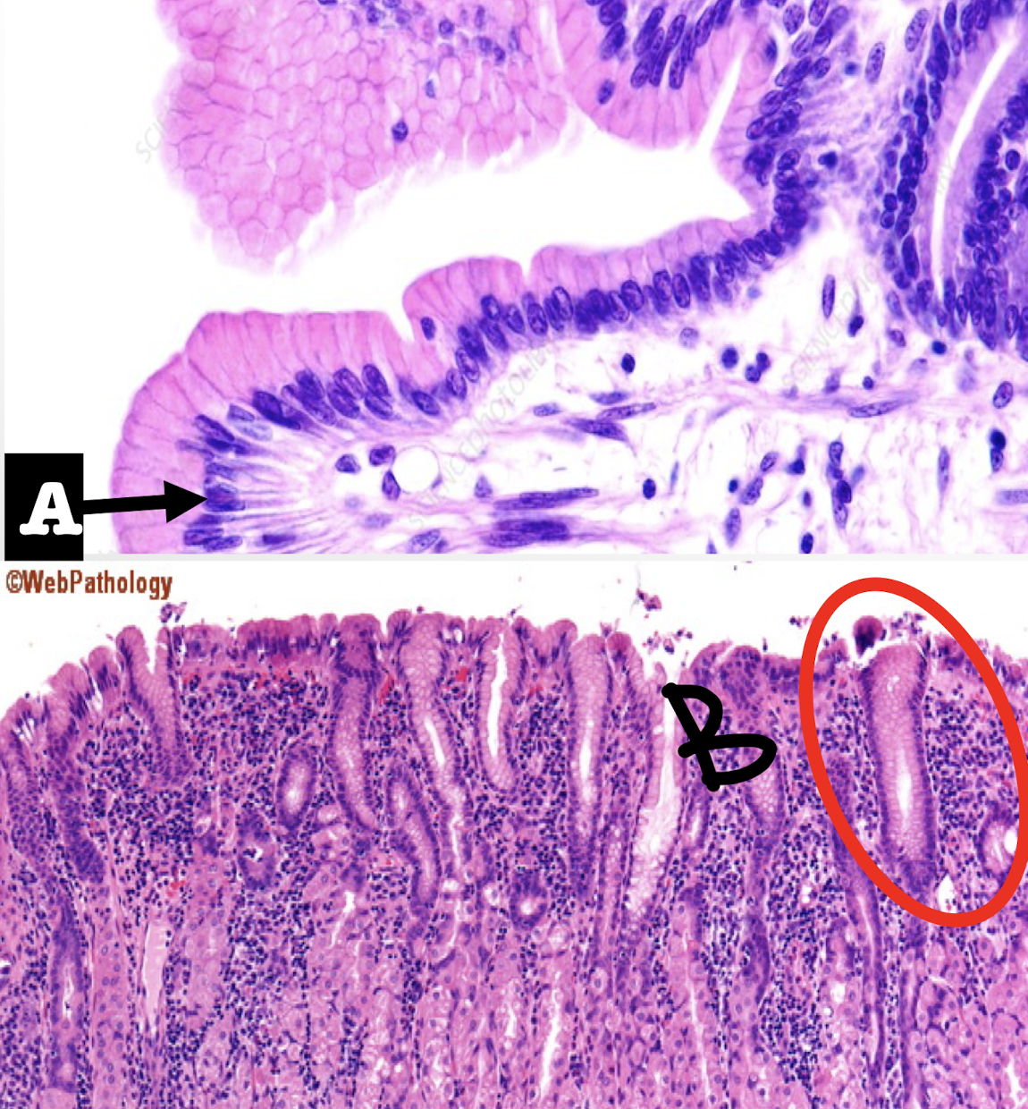 <p>Identify the structure, its arrangement, and cell found in it (1)</p>