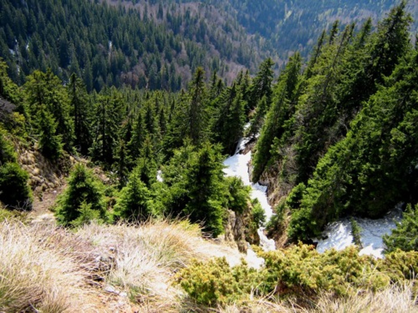 <p>- Coniferous trees (pines, spruces, firs) produce litters of needles and pines, creating a thin acidic humus (more acidic)</p>