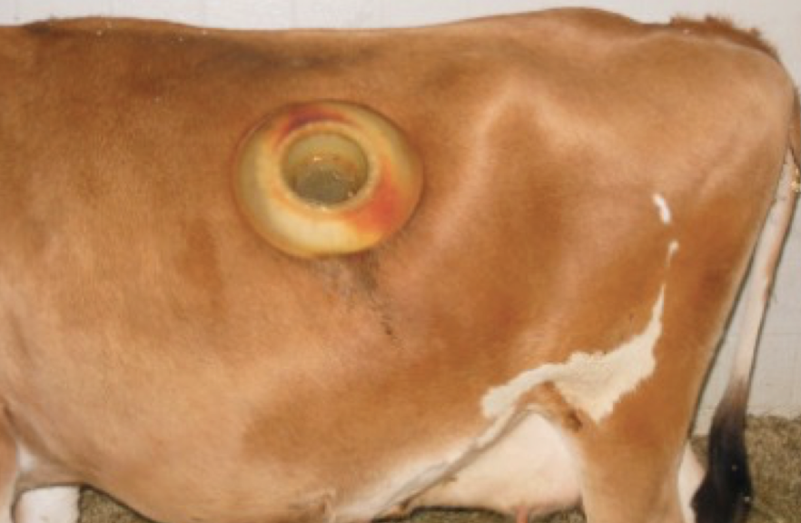 <p>A surgical procedure that creates a permanent opening in the rumen, allowing access for drainage or feeding → for chronic vagal indigestion, space occupying lesions, idiopathic </p>