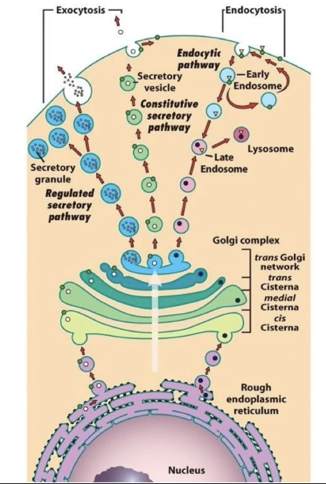 <ul><li><p>Made of <strong>elongated, flat sacs</strong> called <strong>cisternae</strong></p></li><li><p><strong>Vesicles</strong> carry proteins:</p><ul><li><p>From rough ER to <strong>cis-Golgi cisternae</strong></p></li><li><p>From <strong>trans-Golgi cisternae</strong> to final destinations</p></li></ul></li><li><p>Site of <strong>protein processing</strong> and <strong>sorting</strong></p></li></ul><p></p>