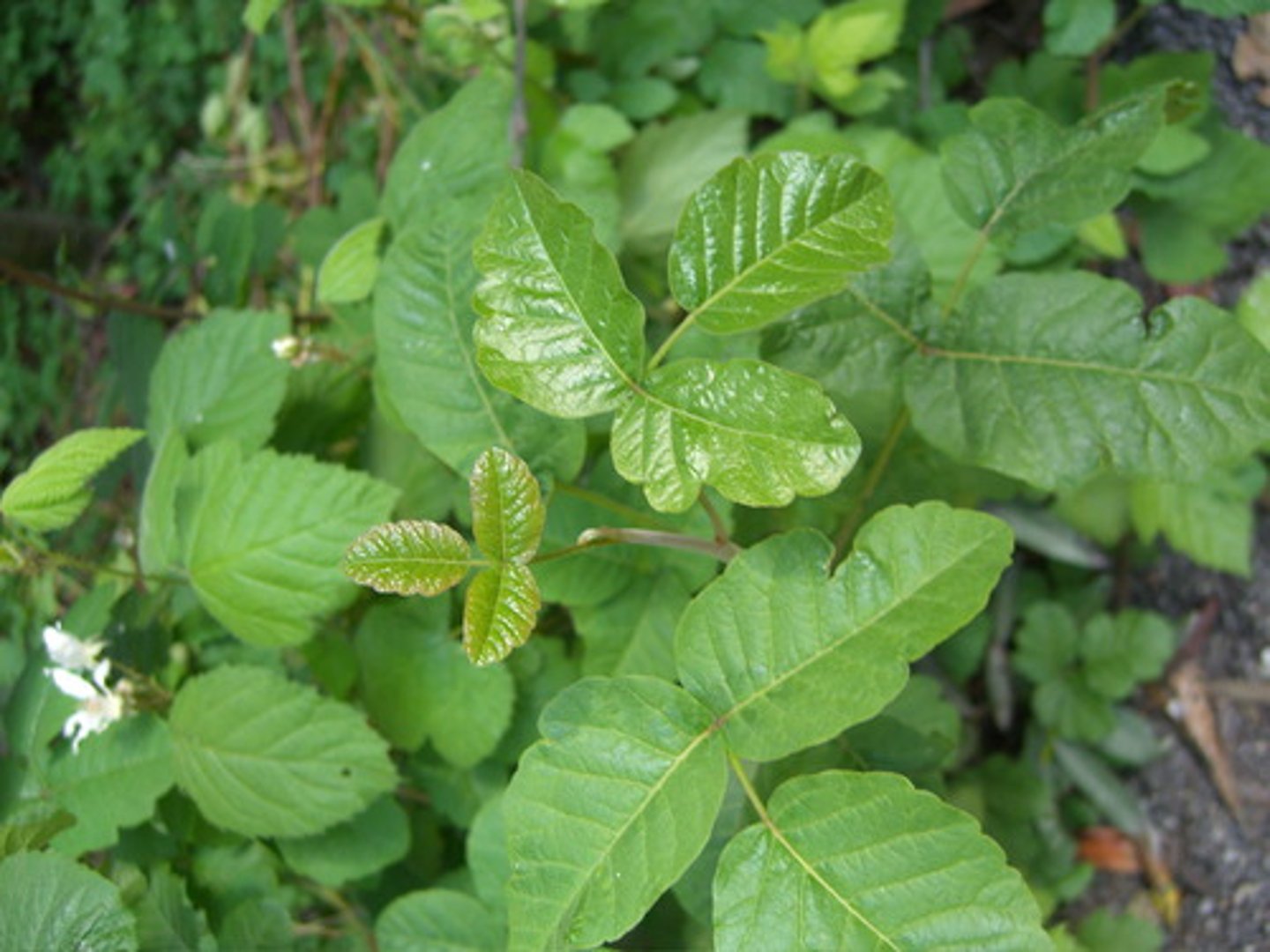 <p>Toxicodendron diversilobum (Many plant communities from oak woodland to coastal shrub ... etc)</p><p>Habitat: Many plant communities.</p><p>Leaves: “Leaves of three, let it be,” lobed, shiny.</p><p>Toxicity: Causes rash on skin contact.</p><p>Ecology: Berries feed birds, leaves support insects.</p>
