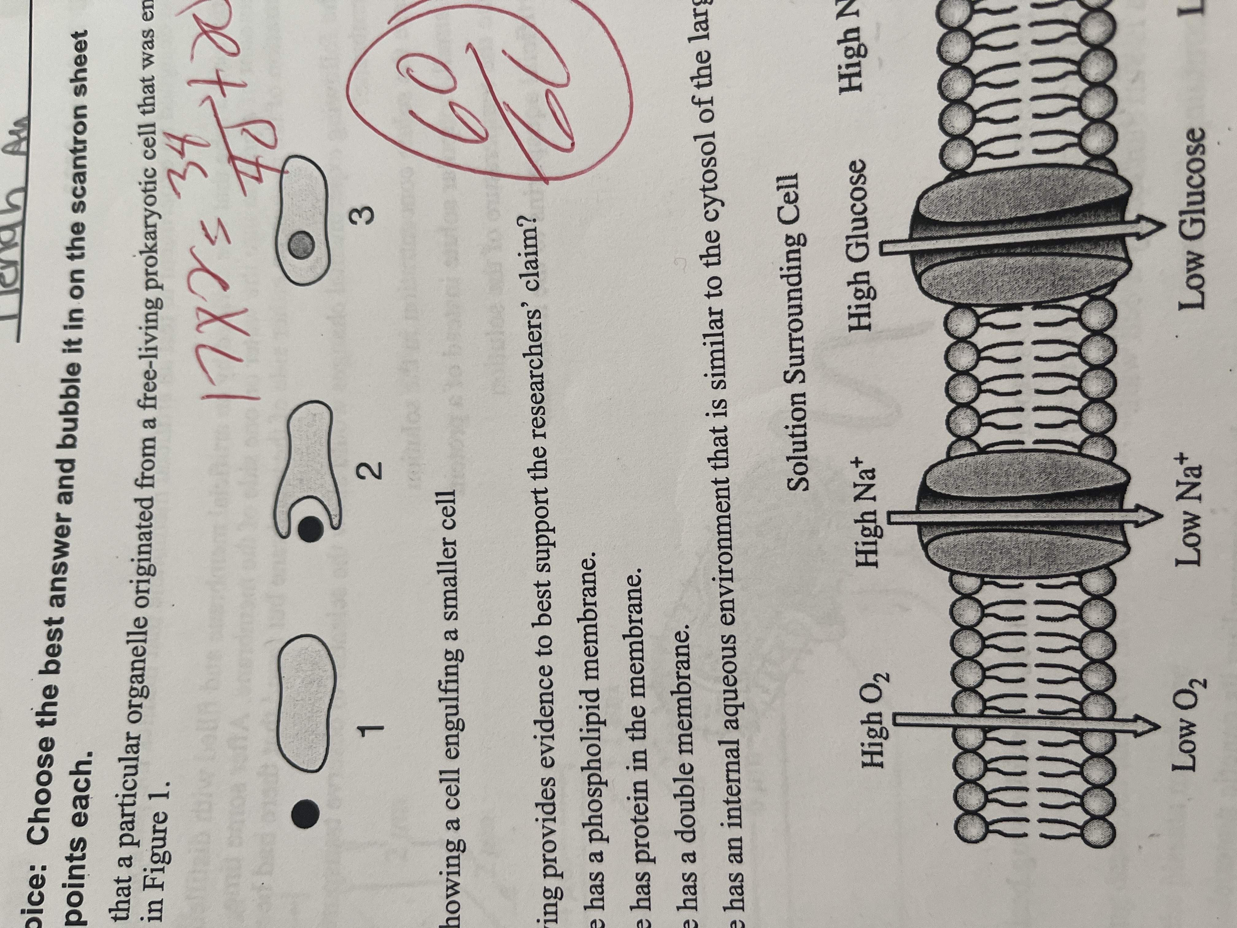 <p><span>Researchers claimed that a particular organelle originated from a free-living prokaryotic cell that was engulfed by a larger cell, as shown in Figure 1.</span></p><p><span>Which of the following provides evidence to best support the researchers' claim?</span></p>