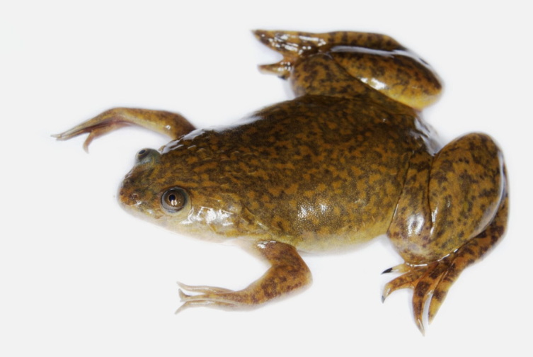 <p>Xenopus laevis</p>