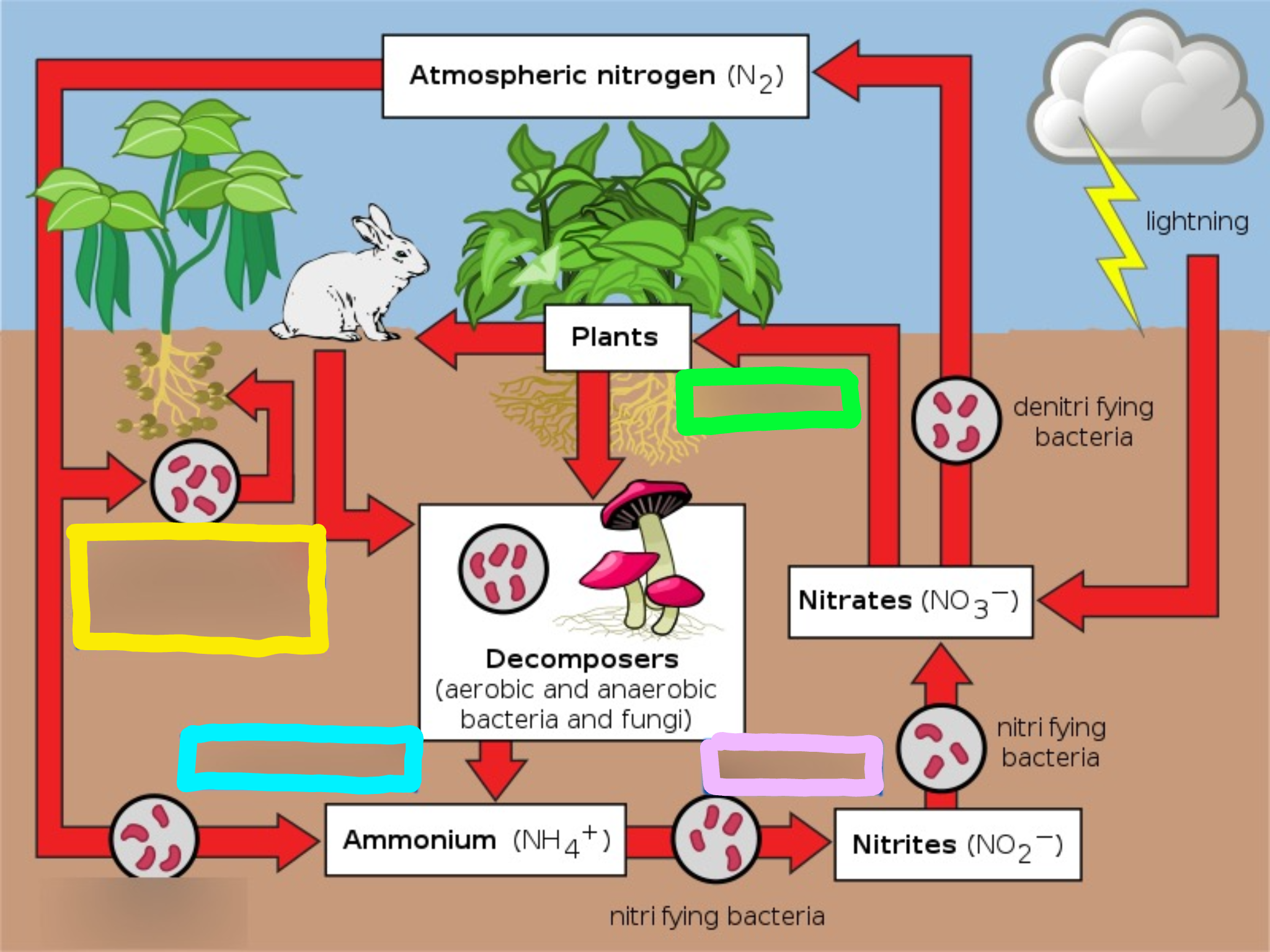 <p>What does the lavender box represent? </p>