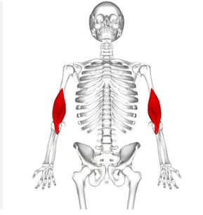 <p>Brachialis&nbsp;</p>