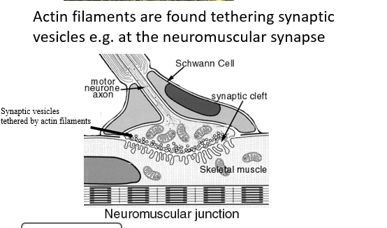 <p><span>Actin<strong> tethers vesicles</strong> full of neurotransmitter close to the<strong> presynaptic membrane </strong>of synapses in the nervous system</span></p>