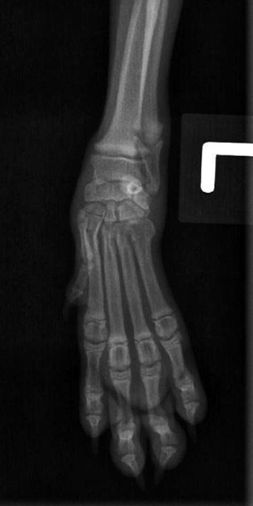 <p>what radiograph view of the carpal joint and digits is shown?</p>