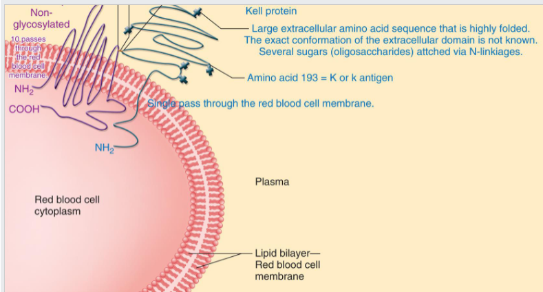 <ul><li><p><span>Located on a glycoprotein that consists of 731 amino acids and spans the RBC membrane once</span></p></li><li><p><span>Kell antigen expression dependent on the presence of the Xk protein</span></p></li><li><p><span><u>Located on chromosome 7</u></span></p></li></ul><p></p>