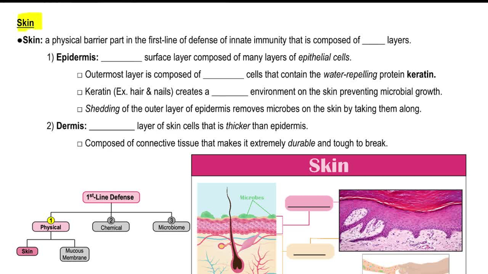 <p>b) Epidermal barrier</p><p></p><p></p>