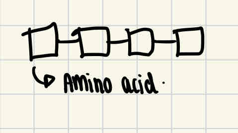 <p>This is the sequence of amino acids in a polypeptide chain</p>