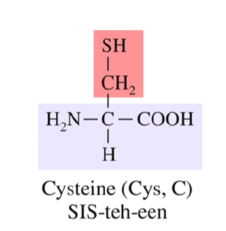 <p>Only amino acid with sulfhydryl group</p><ul><li><p>can create a disulfide bond with another cysteine&nbsp;</p></li><li><p>needs an oxidizing agent&nbsp;</p></li></ul><p></p>