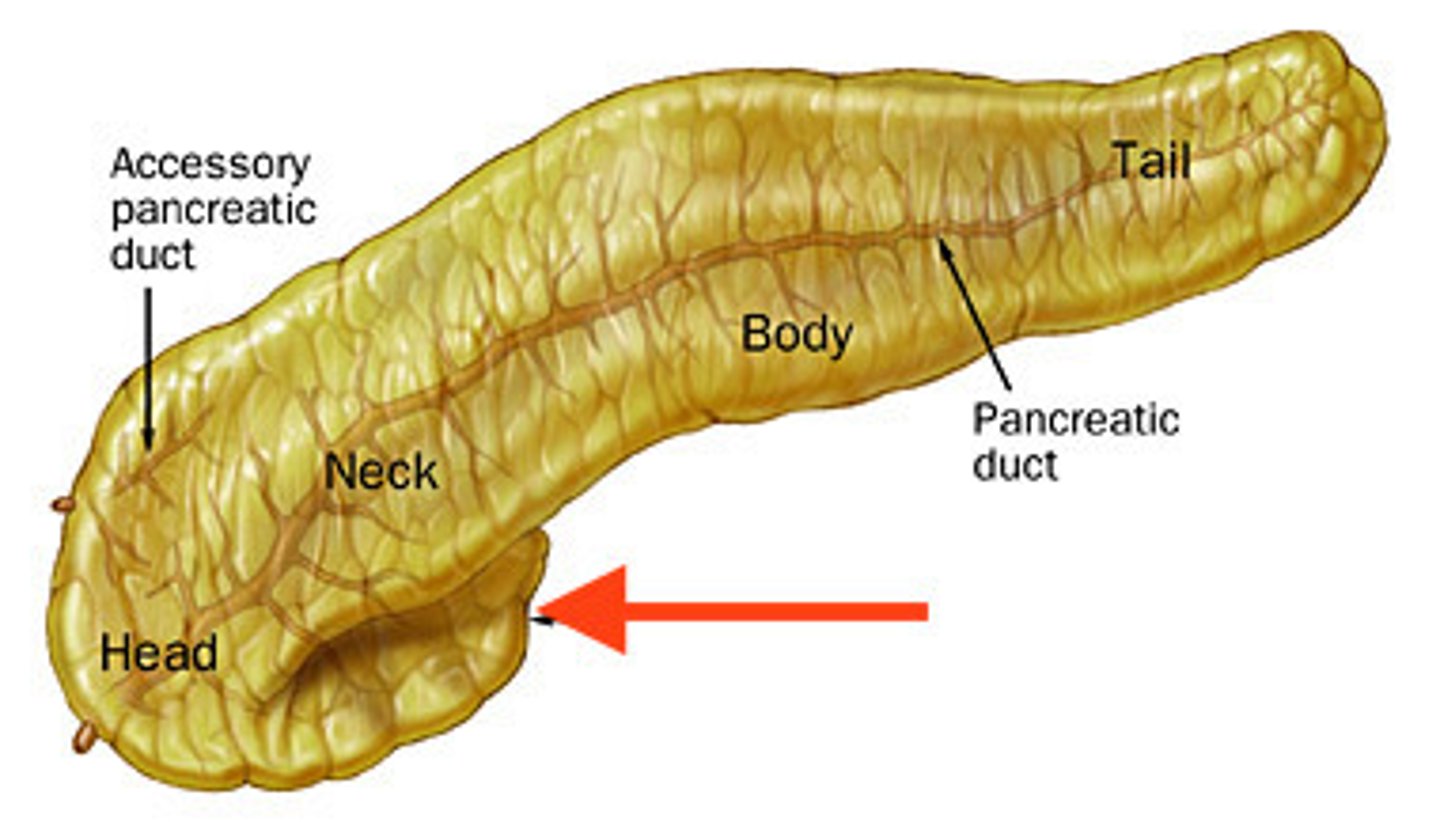 <p>Feature</p><p>- Curled part on the head of pancreas</p>