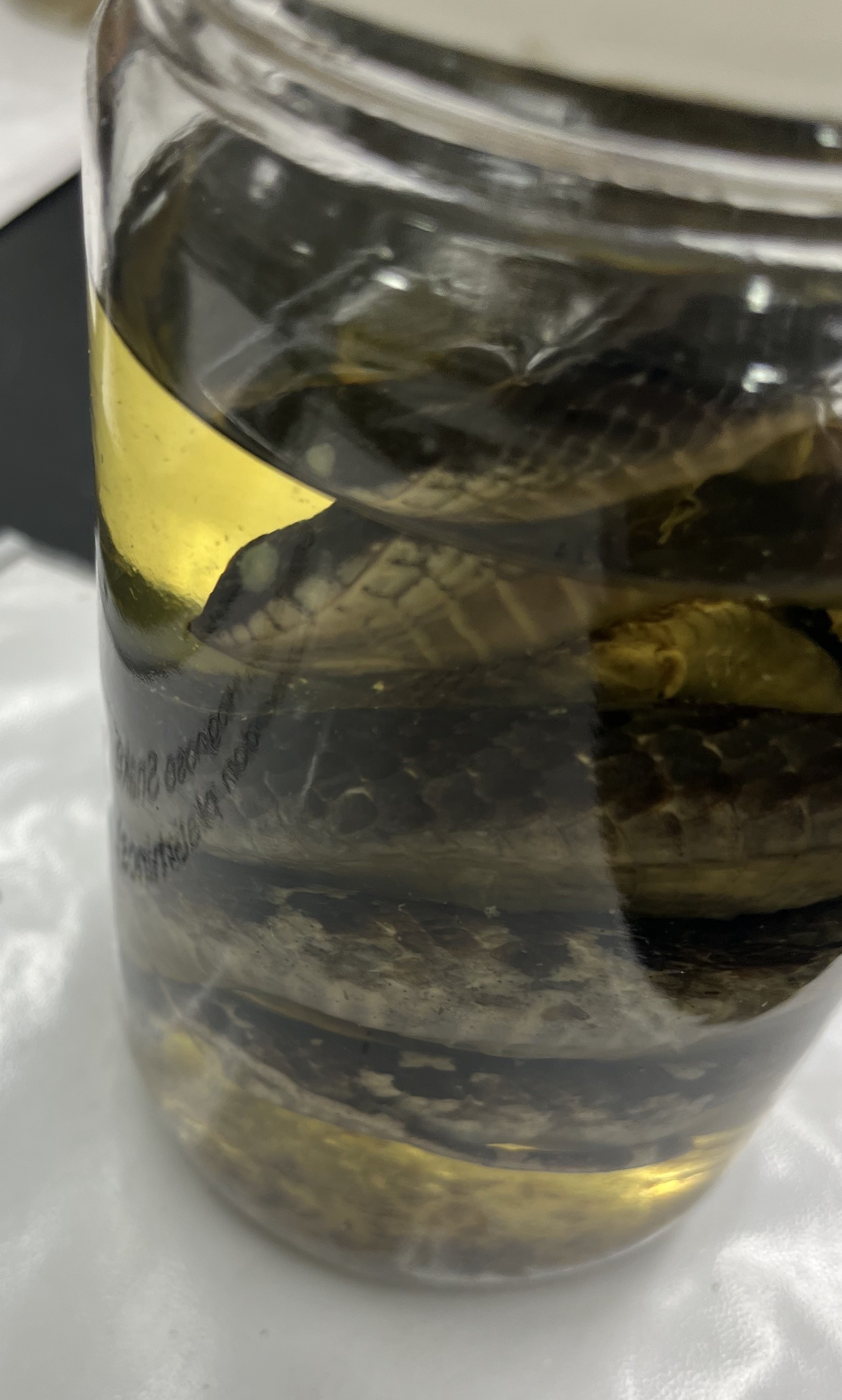 <ul><li><p>hognose nose → fully upturned snout</p></li><li><p>black back medium size</p></li></ul><p></p>