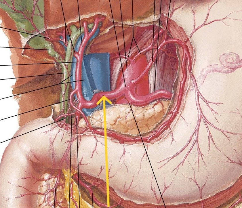 <p>Which arteries:</p><ul><li><p>Branch off from celiac trunk, goes right</p></li><li><p>Inferior to left gastric artery</p></li></ul><p></p>