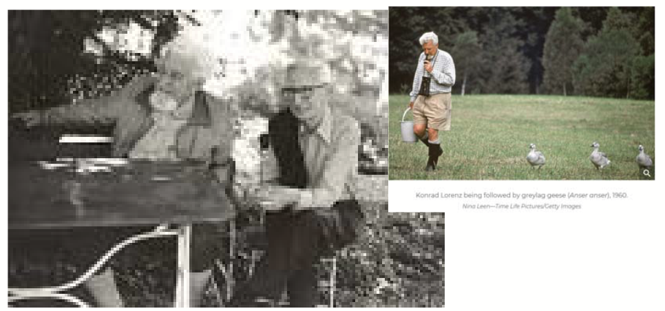<p>Austrian zoologist, ethologist, and ornithologist. Shared the 1973 Nobel Prize in Physiology or Medicine with Nikolaas Tinbergen and Karl von Frisch.</p><p>One of the pioneers of the study of ethology, inspiring generations.</p><p>Very famous with respect to imprinting in animals → worked with wild animals, discovered that wild goslings will follow the first large moving thing they see.</p>