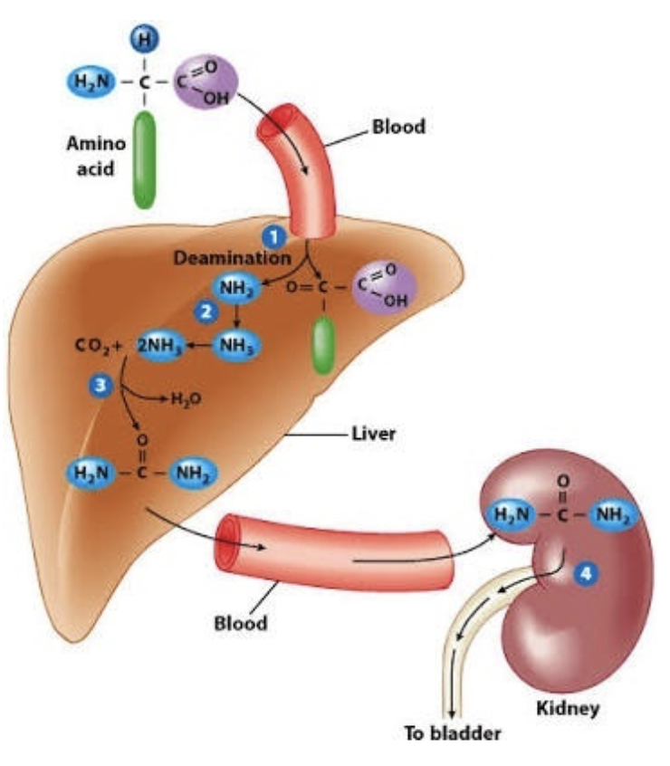 <ul><li><p>Diffuses from the liver into bloodstream</p></li><li><p>Transported in the blood to the kidneys</p></li><li><p>In kidneys, filtered and excreted in urine</p></li></ul><p></p>