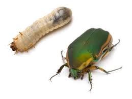 <p><span>&nbsp;Beetle larvae that feed on roots of grasses and plants, causing wilting and browning.</span></p>