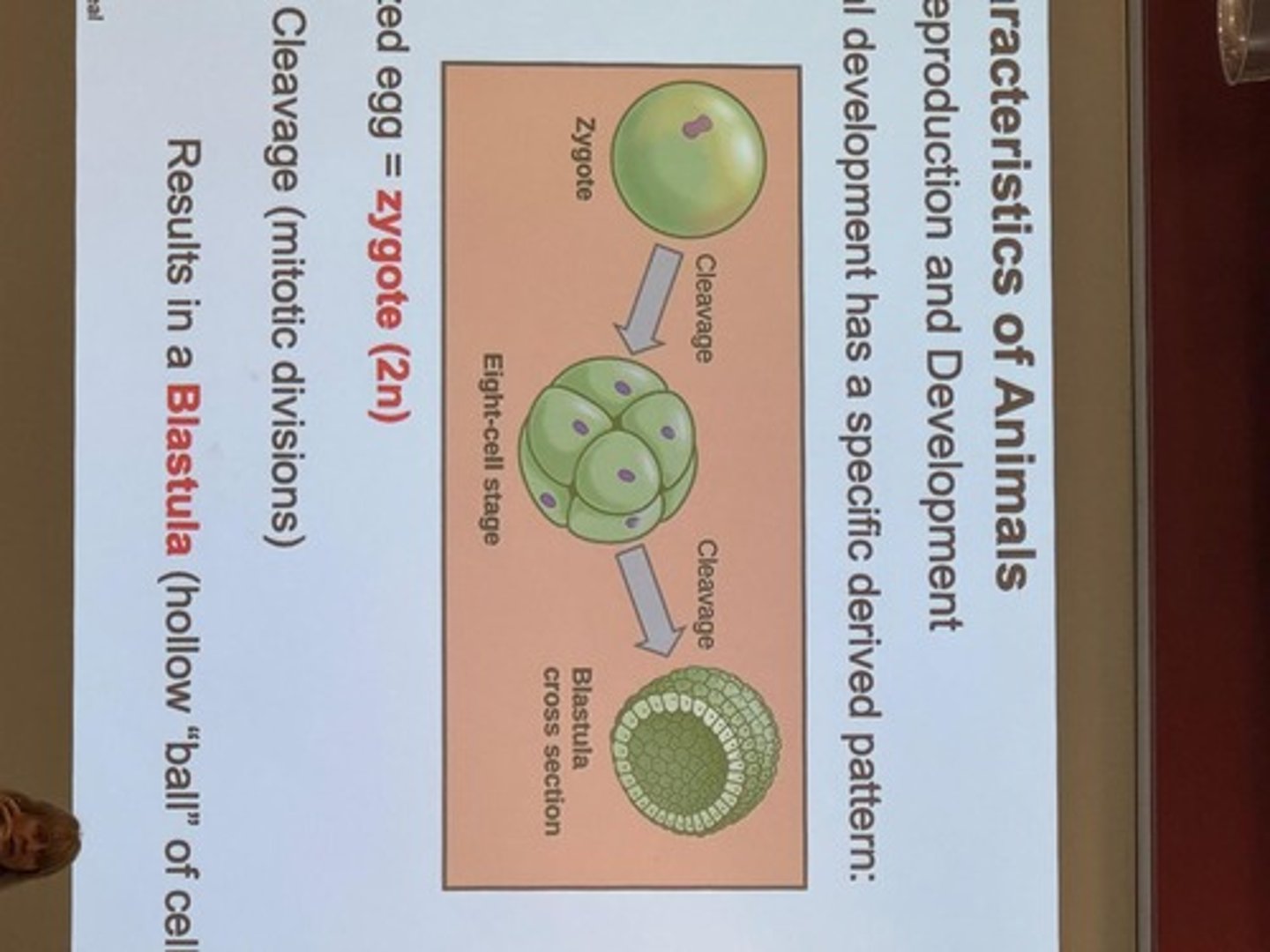 <p>Represents an evolutionary hypothesis.</p>