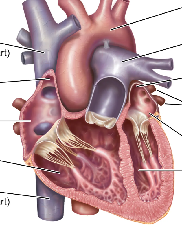 <p>Identify the pulmonary veins</p>