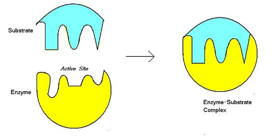 <p>specific part of an enzyme where the substrate binds and have chemical reaction</p>