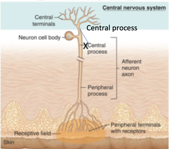 <ul><li><p>Cell body is typically located in the dorsal root ganglia or cranial nerve ganglia </p></li><li><p>Peripheral process ends at receptive location. Nerve endings in the periphery are dendrites. </p></li><li><p>Central process enters the CNS </p></li><li><p>area that dendrites form branches defines <strong>receptive field</strong></p></li><li><p>Nerve endings can be free or encapsulated </p></li><li><p>Synapses form on secondary sensory neurons </p></li></ul><p></p>