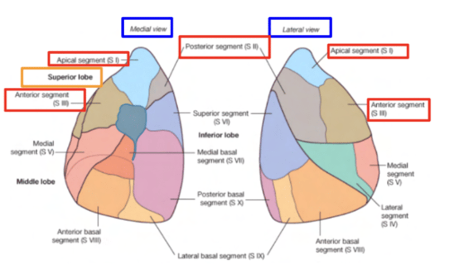 <p>. Apical</p><p>. Anterior</p><p>. Posterior</p>