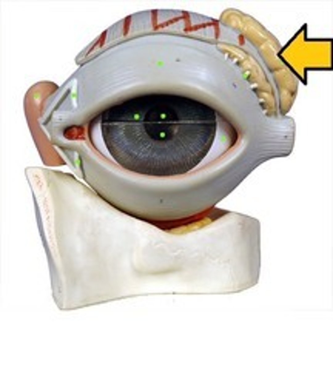 knowt flashcard image