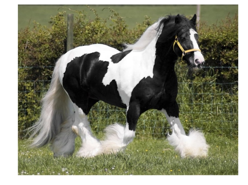 <p>what kind of horse is this?</p>