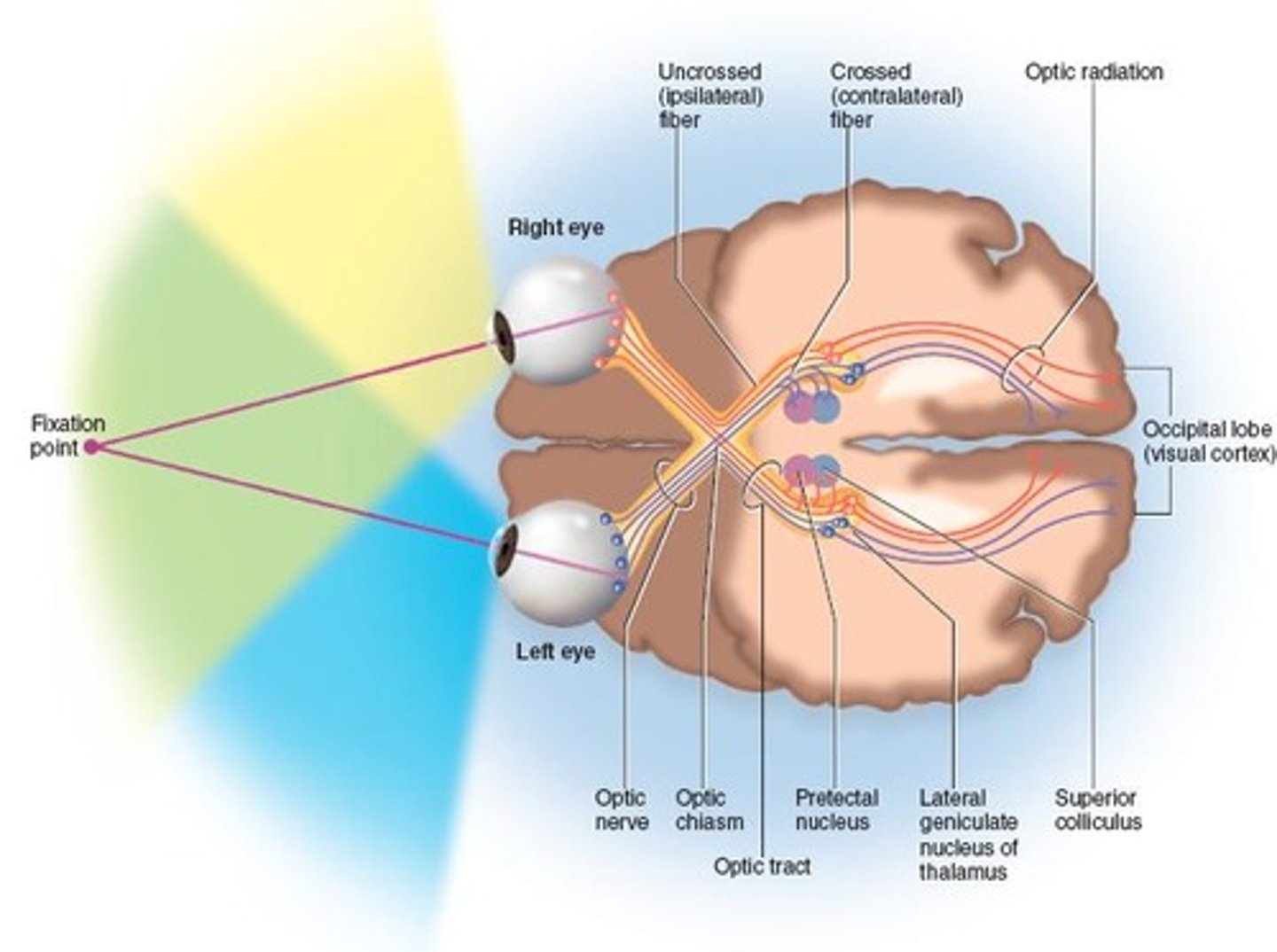 <p>Pathway light follows to reach the brain.</p>