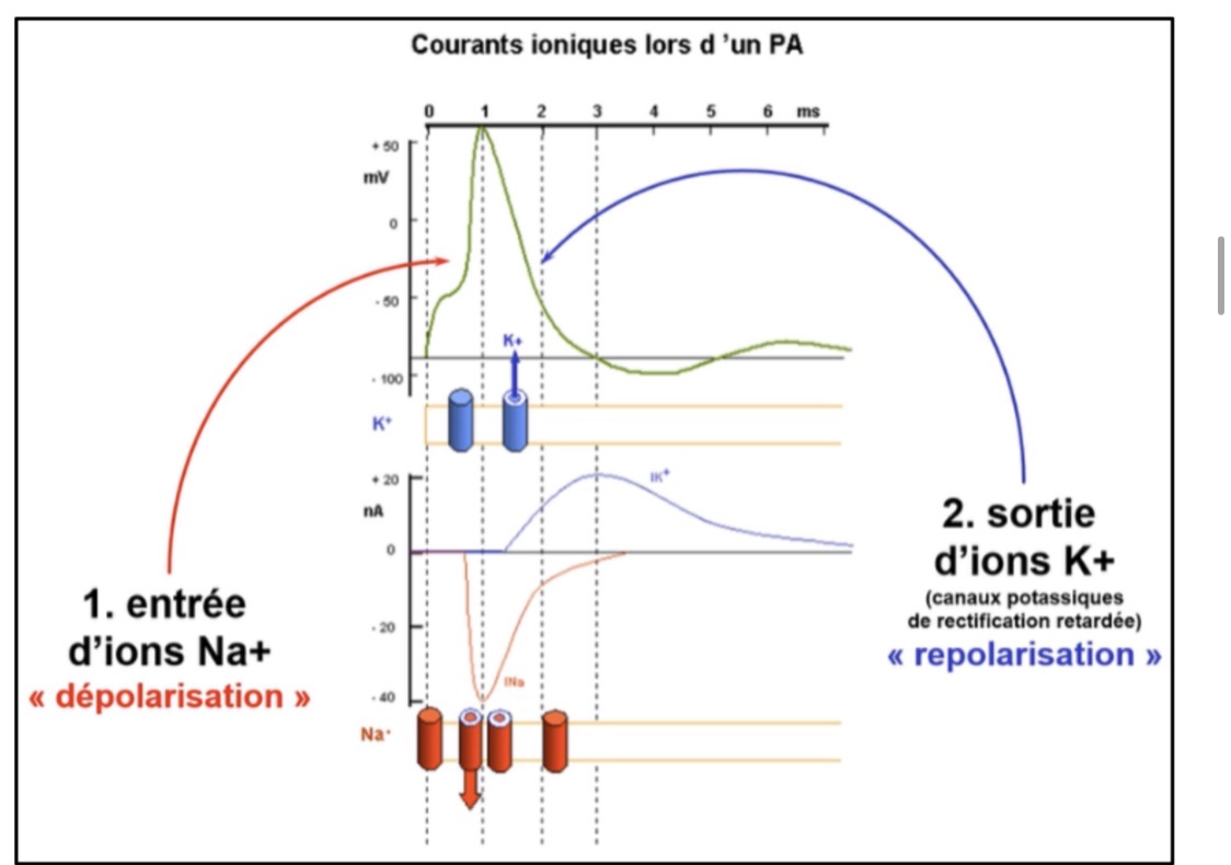 <p>Une repolarisation par sortie d’ions potassium (K+) via les canaux potassiques de rectification retardée.</p>