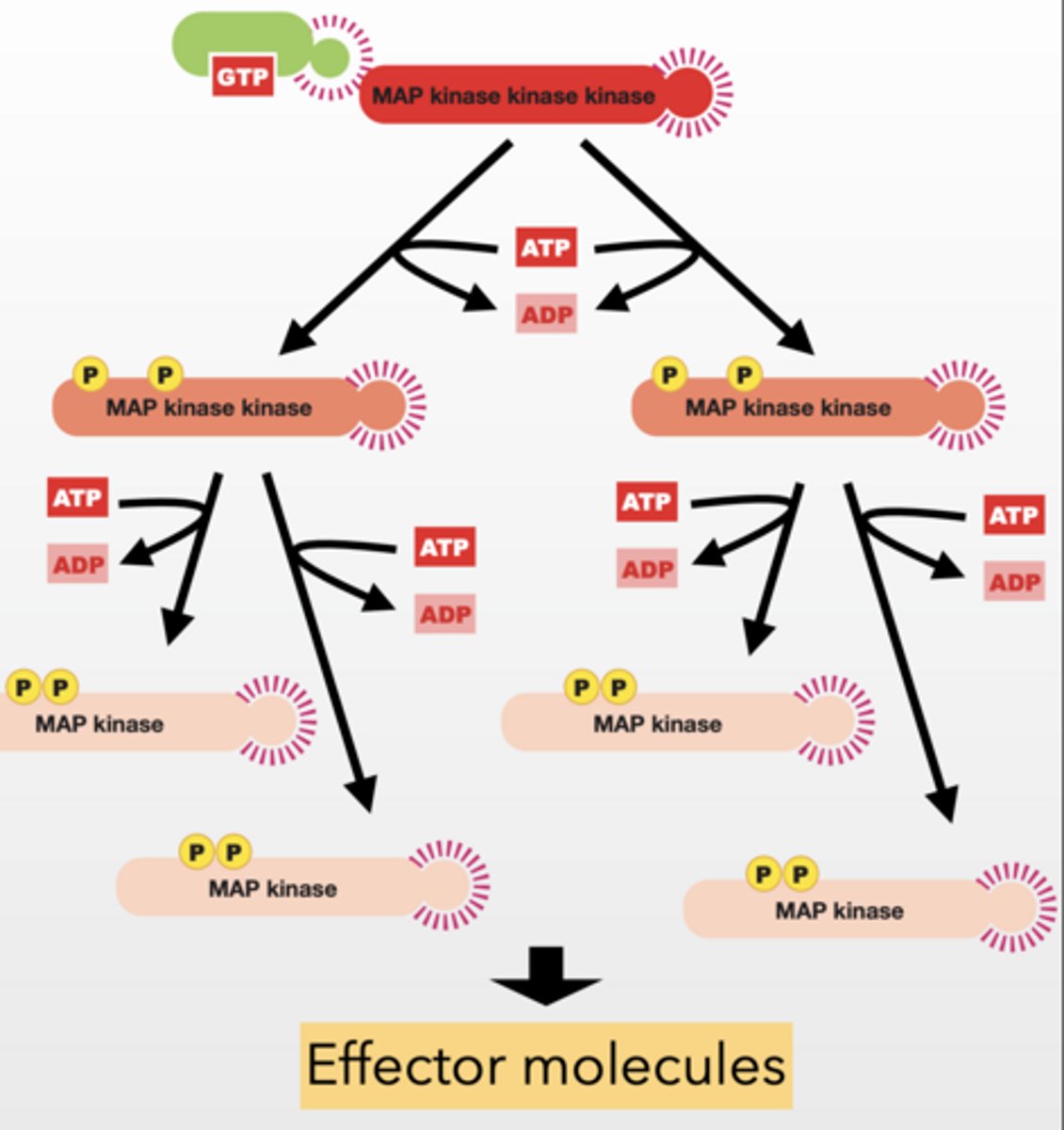<p>MAP kinase kinase kinase (MAPKKK) - </p><p>phosphorylate and activate MAP kinase kinases</p><p>Signal Amplification </p><p>Feedback regulation </p><p>Ras TURNS ON MAPKKK</p><p>MAP kinase kinase (MAPKK) - phosphorylate and activate MAP kinases</p><p>MAP kinase (MAPK) - phosphorylate effector molecules </p><p>Results in Changes in cellular function</p><p>Signal Amplification </p><p>Feedback regulation </p><p>Two ways</p><p>Fast</p><p>protein X, Y → immediate activity changes</p><p>Slow</p><p>transcription factors → gene expression</p><p>Used by many processes in the cell</p><p>. NGF - neuronal cell growth </p><p>PGDF - wound healing </p><p>Highly mutated in cancer</p>