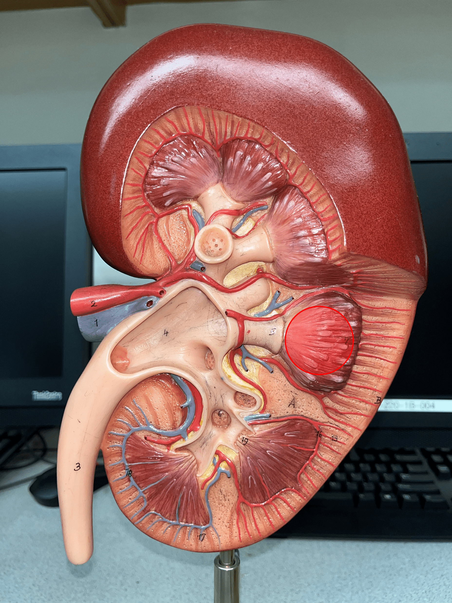 • A triangular structure found in the renal medulla.

• The base faces the renal cortex.

• The renal papilla (apex) faces the renal pelvis.