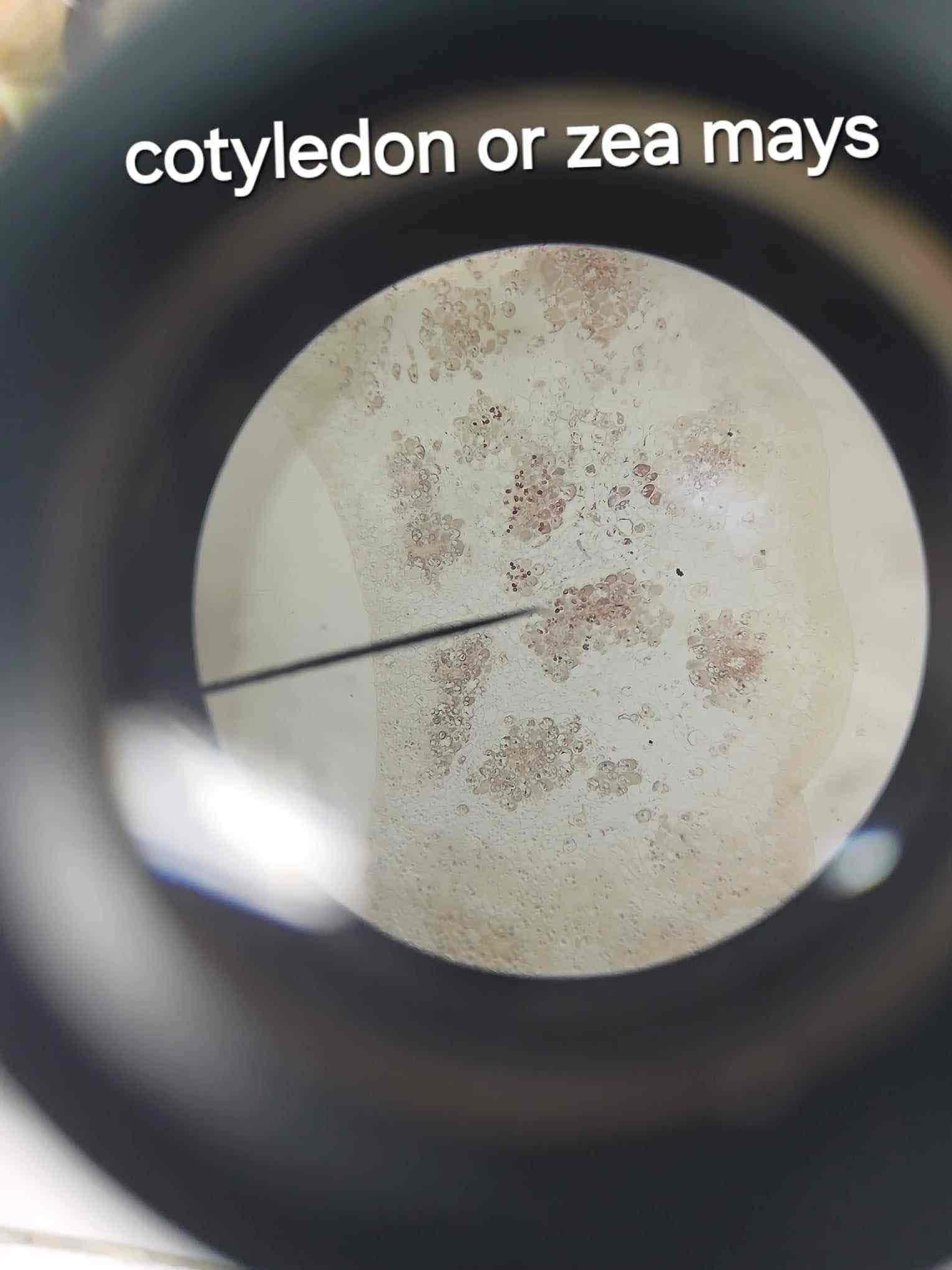 <p>Colorless plastids found in the cotyledon of Phaseolus or Zea mays.</p>
