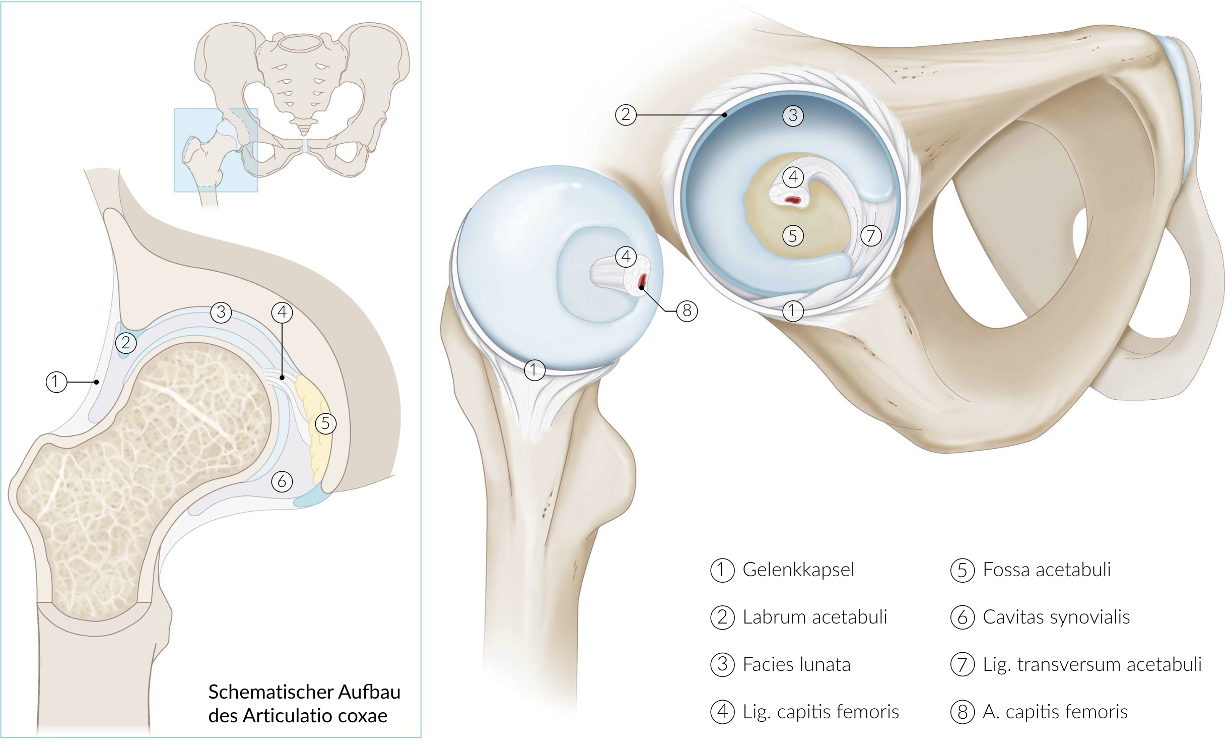 <p>A. Ligament of the head of the femur (Lig. capitis femoris)</p>