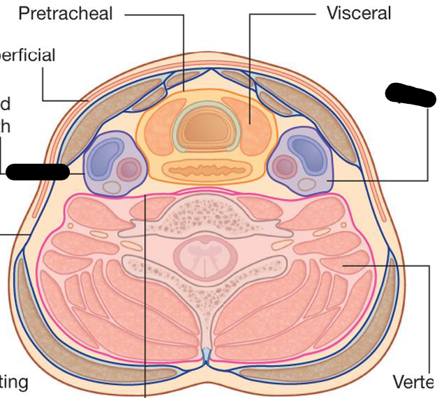 <p>What are the compartments of the Neck</p>