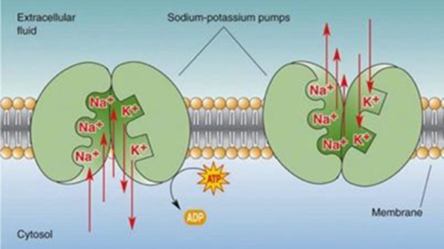 <p>across cell membranes, generates</p><p>action potential, transport substances</p>