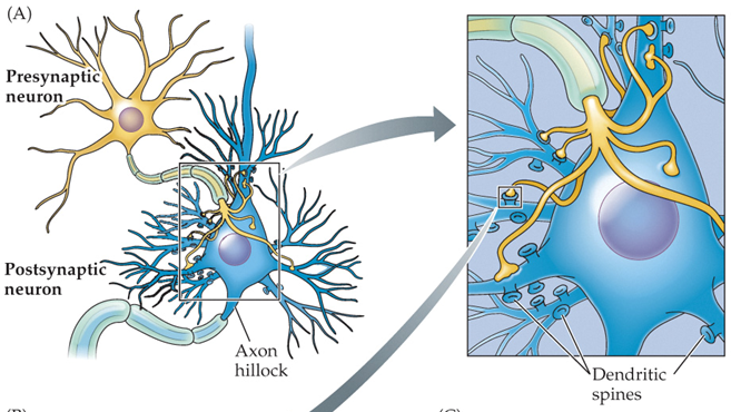 <p>most synapses are formed here, between a presynaptic axon and a postsynaptic dendrite</p>