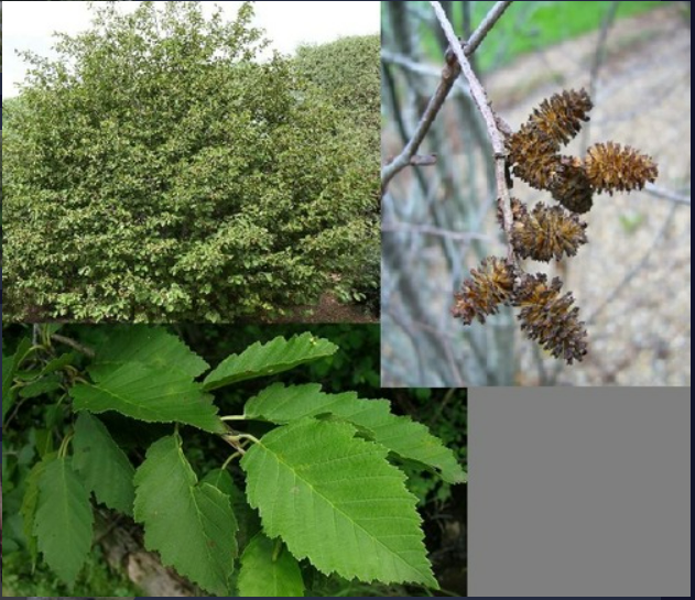 <p>- Strobili with persistent woody bracts</p><p>- Leaves strongly doubly serrate</p><p>- Smooth stems and bark</p>