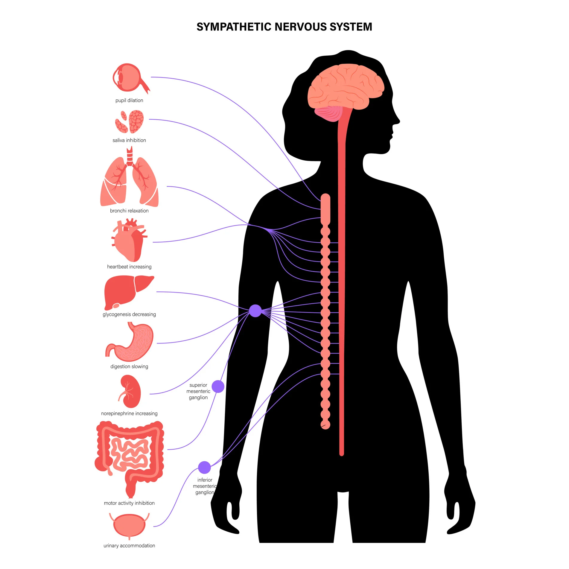 <p>Branch of autonomic nervous system- helps you 'run away'</p>