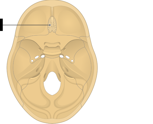 <p>Part of Ethmoid bone, many foramen</p>