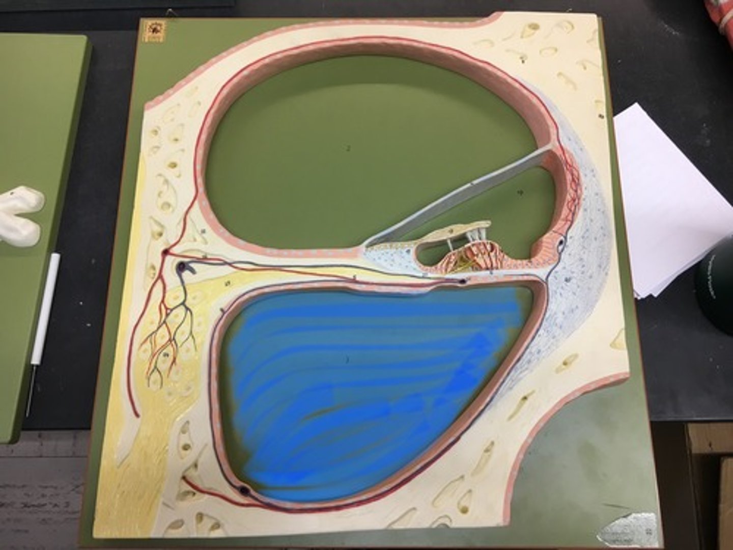 <p>one of the perilymph-filled cavities in the inner ear of the human. It is separated from the cochlear duct by the basilar membrane</p>