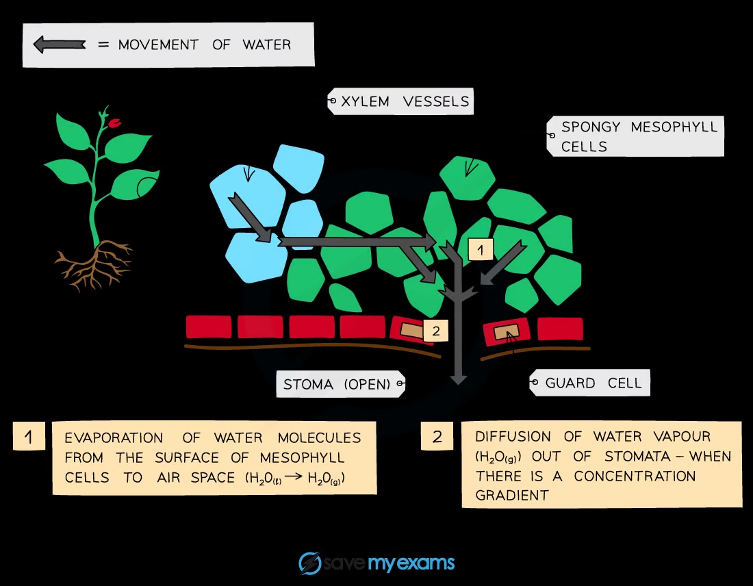 <p>Water evaporates from the mesophyll cells, moves into the air spaces, and diffuses out through the stomata as water vapour</p>