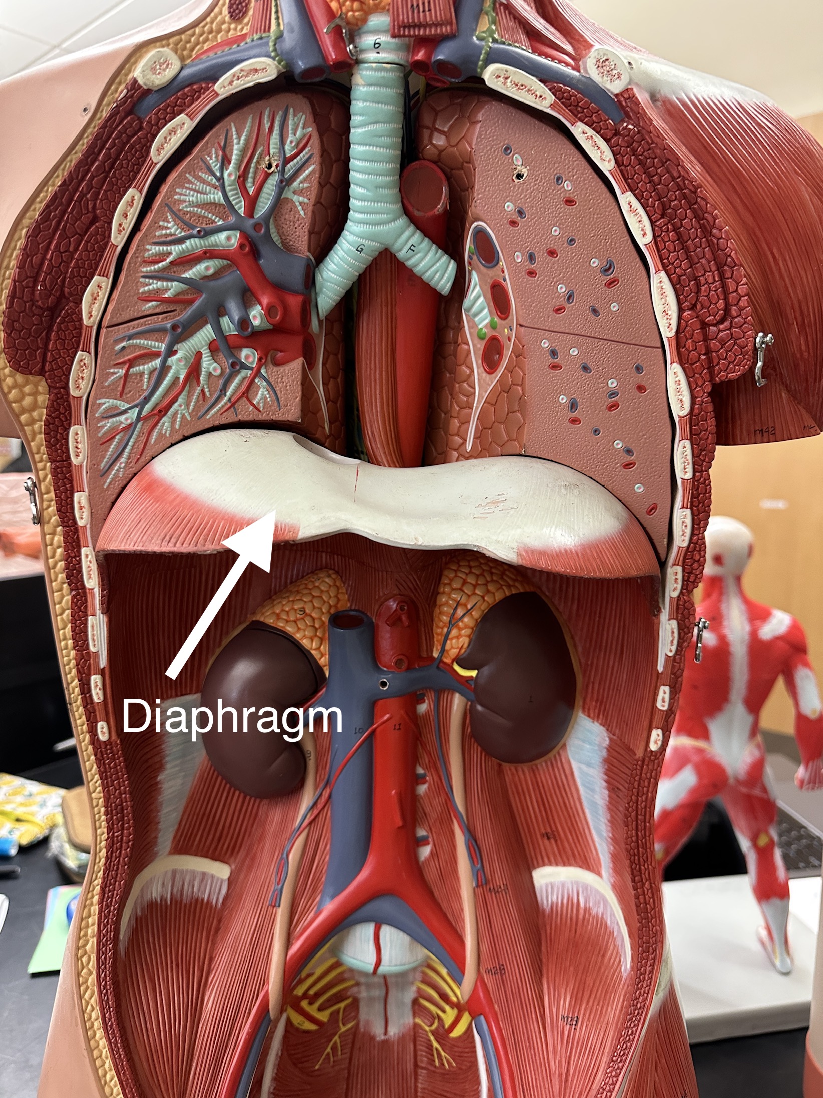 <p>Diaphragm</p>