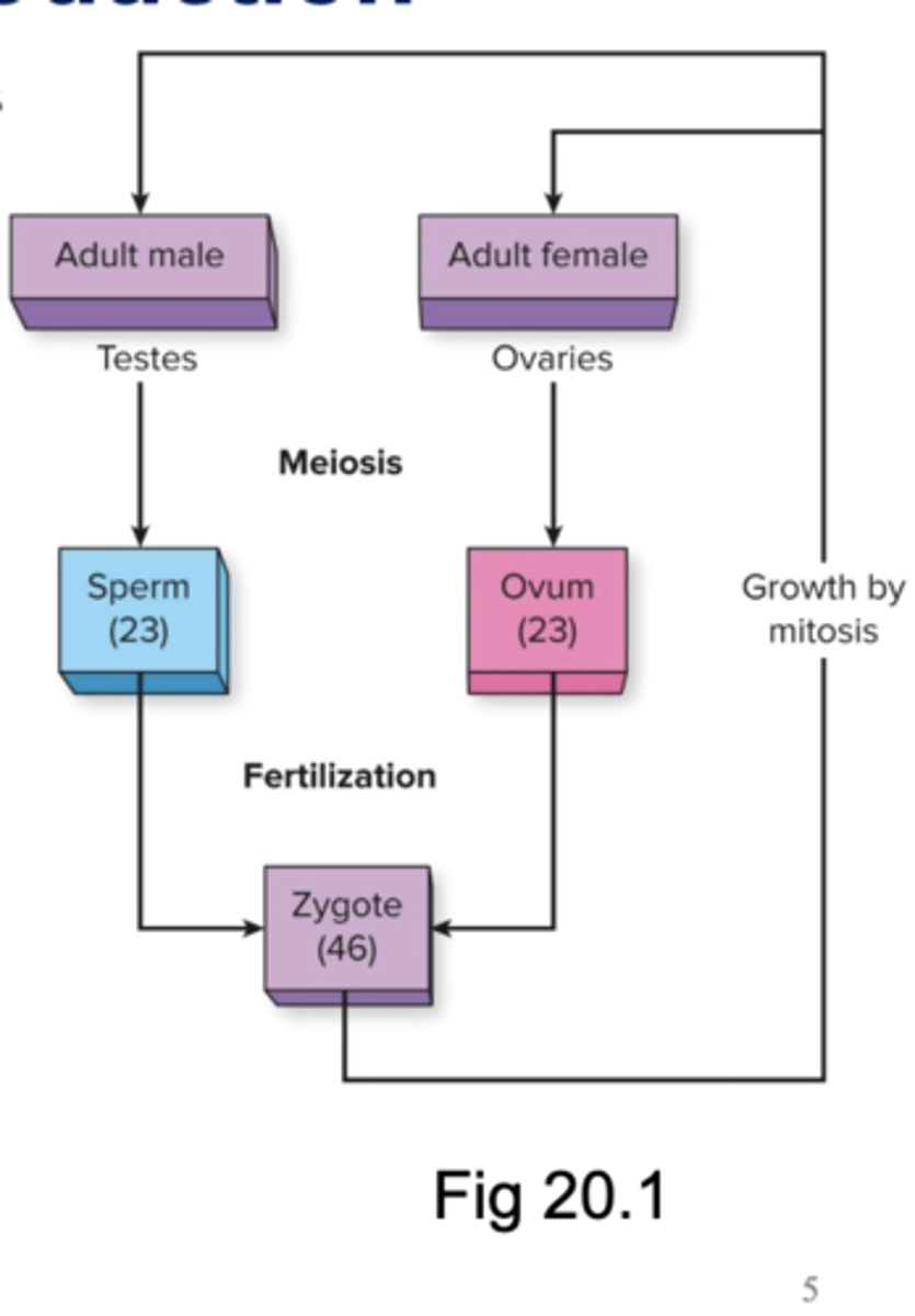 <p>☆ At puberty, meiosis in the gonads results in gametes (sperm, egg)</p><p>- Each gamete is unique and has 23 chromosomes (haploid)</p><p>☆ During fertilization, sperm cell and egg cell fuse to produce a fertilized egg (zygote), which is diploid</p><p>☆ Mitotic cell divisions underlie the growth of the zygote into an adult</p><p>- In mitosis, two genetically identical diploid "daughter" cells are produced</p>