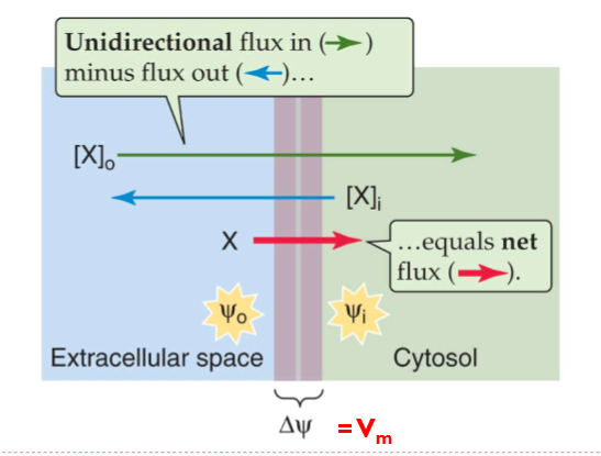 <p>membraanpotentiaal Vm </p>