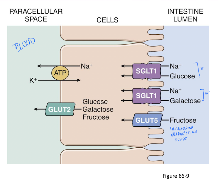 <ol><li><p>both are absorbed by secondary active transport using the energy from the <u>Na/K pump</u></p><ol><li><p>the two will compete for a spot in the membrane carrier SodiumGLUT (SGLUT) 1</p></li></ol></li><li><p>Fructose diffuses through facilitated diffusion with GLUT-5 using the <u>concentration gradient</u></p></li></ol><p></p>