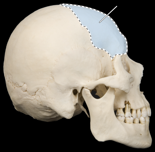 <p>Name this bone.</p><p>(Skull, lateral view).</p>